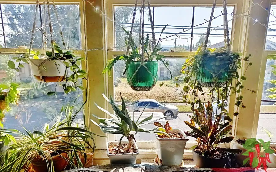 Indoor Plants That Love East-Facing Windows
