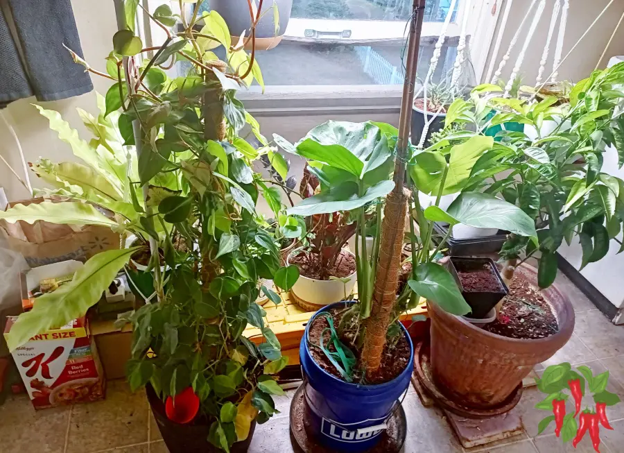 Indoor Plants That Thrive Under Grow Lights