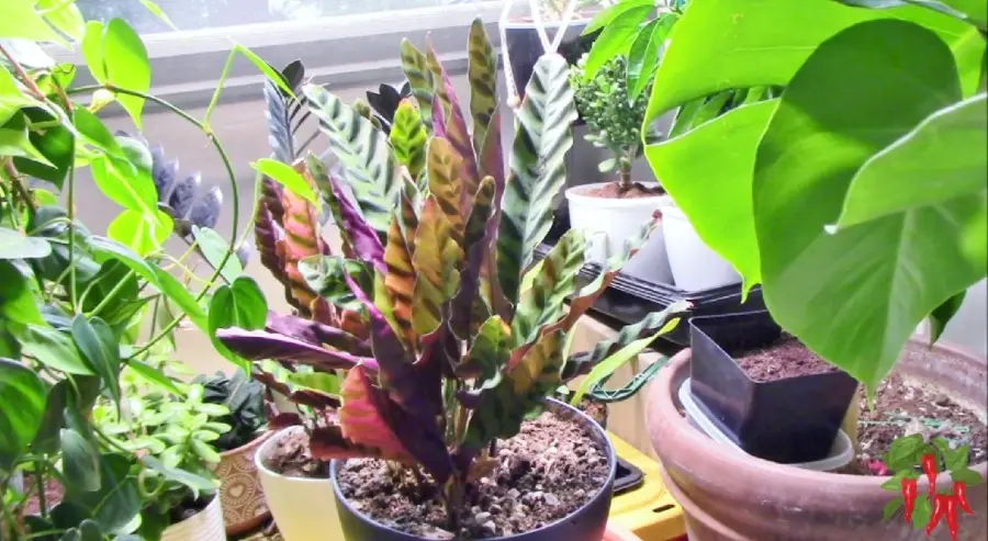 Indoor Plants With Colorful Leaves