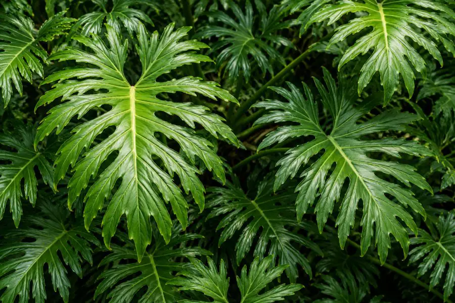 Indoor Plants With Interesting Leaves - Philodendron bipinnatifidum