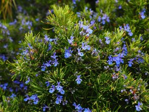 Indoor Rosemary Care-Made Easy
