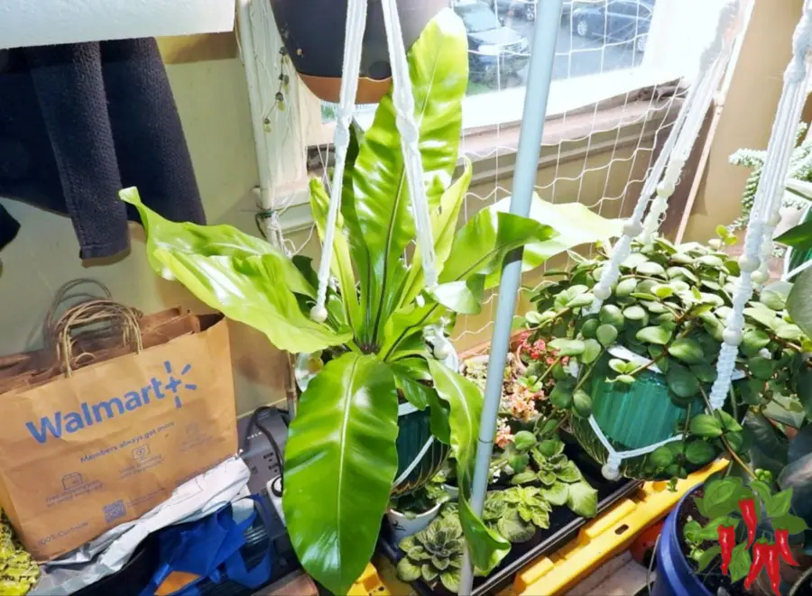 Bird's Nest Fern