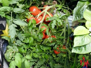 Indoor Vegetable Gardening: Easy Guide to Growing Food Inside Vine Ripe Tomatoes