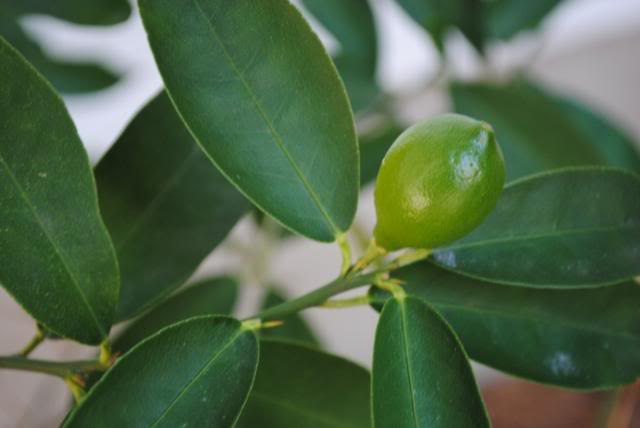 lakeland limequat