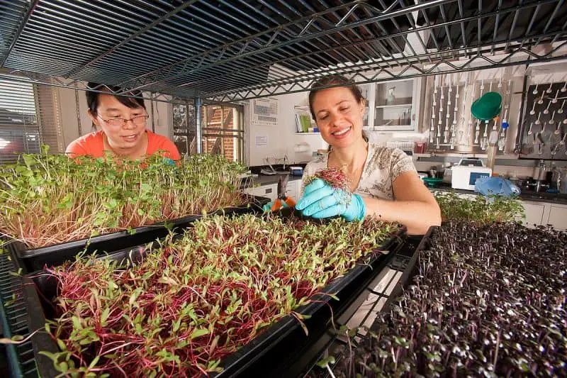 Microgreens Guide: Grow Fresh Microgreens Indoors