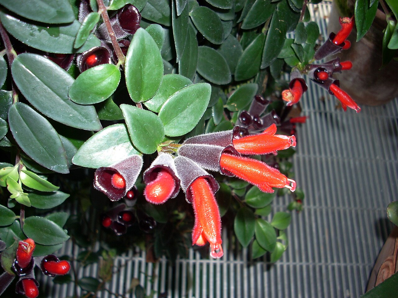 Lipstick Plant Flowers