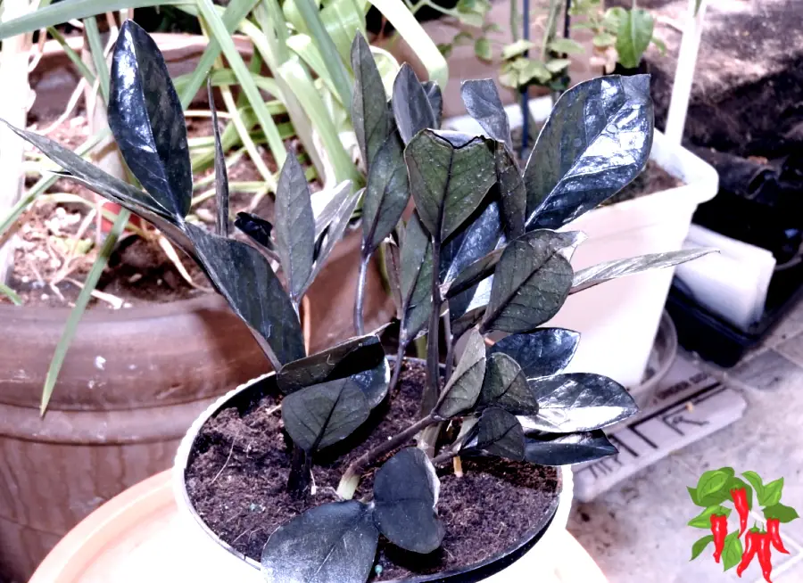 Low-Light Pet-Safe Plants for Dark Corners (Raven ZZ Plant)