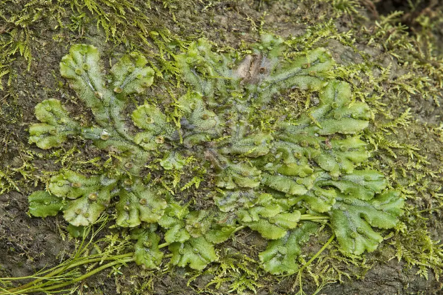 Marchantia polymorpha 