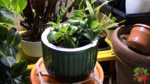 Mona Lisa Lipstick Plant Care