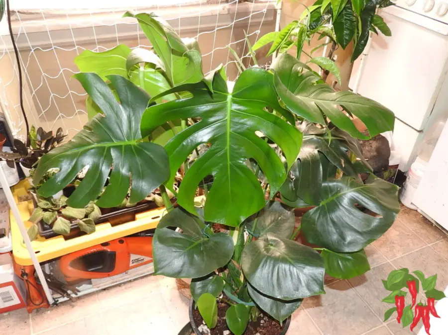 The Best Statement Plants for Indoors - Monstera deliciosa