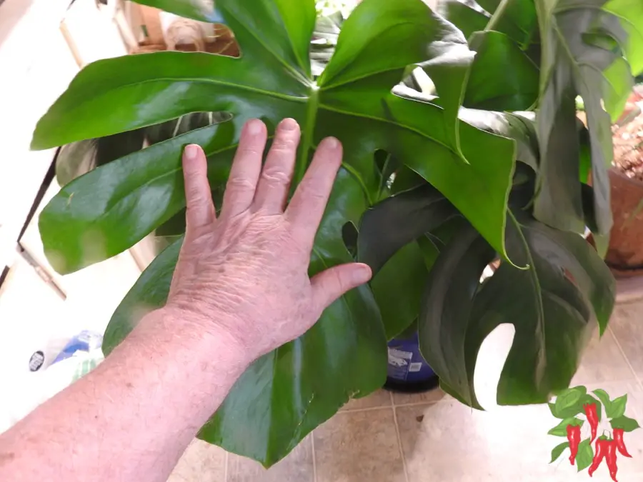 Monstera deliciosa Leaves