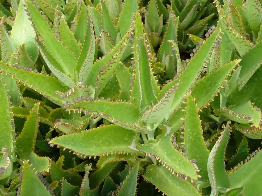 Mother Of Thousands Indoor Care