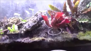 My 75‑Gallon Heliamphora Terrarium Build