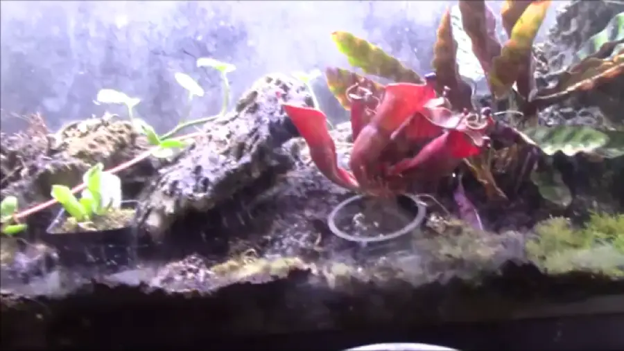My 75‑Gallon Heliamphora Terrarium Build