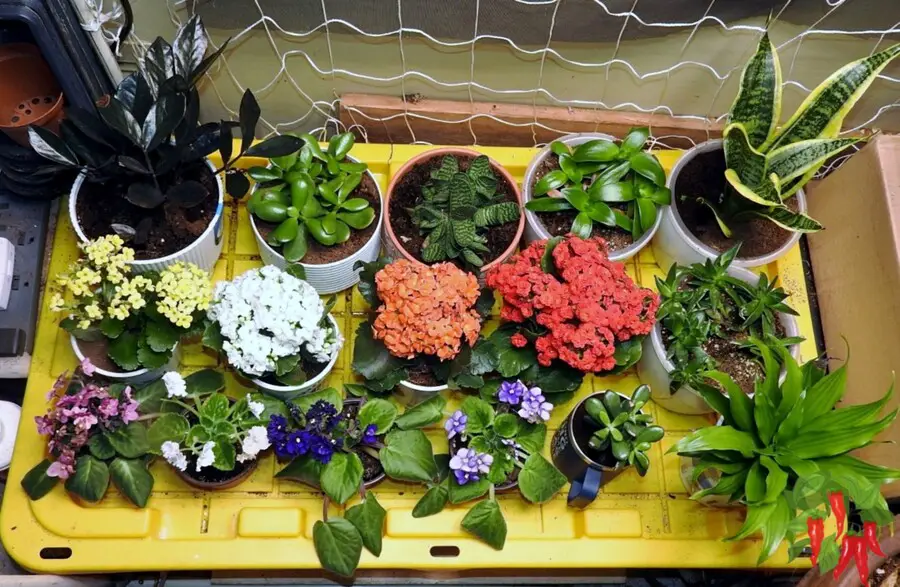 Apartment Gardening Guide: My Succulent Collection