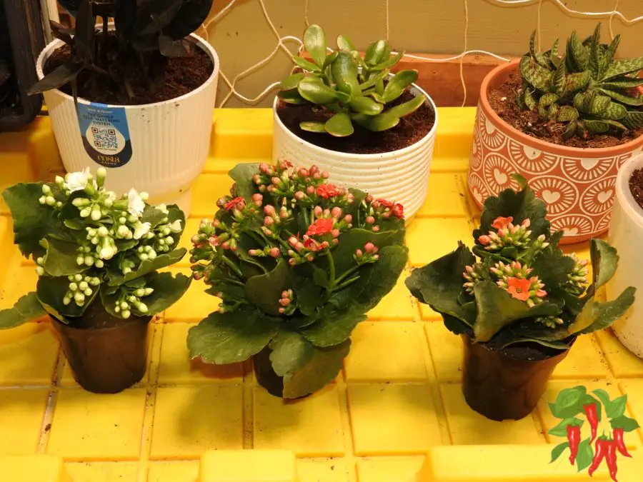 Some of My Succulents 