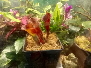 Heliamphora terrarium plant Jeremiah's Bullfrog in a planted tank
