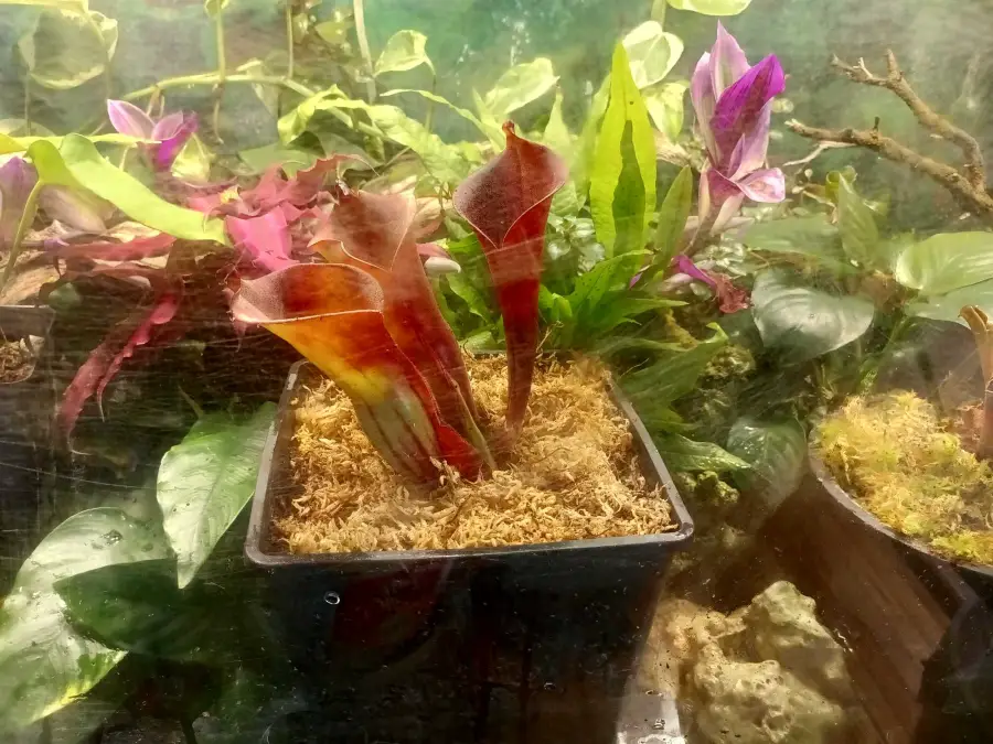 Heliamphora terrarium plant Jeremiah's Bullfrog in a planted tank