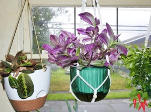 Bubble Gum Plant Care