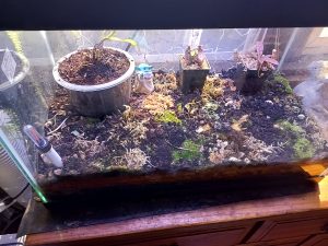 Nepenthes Terrarium Setup: What Actually Works Indoors