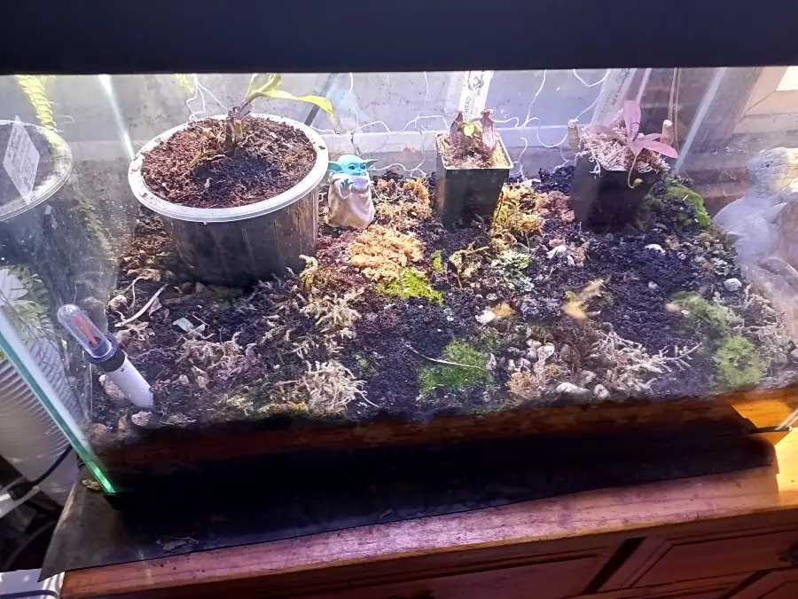 Nepenthes Terrarium Setup: What Actually Works Indoors