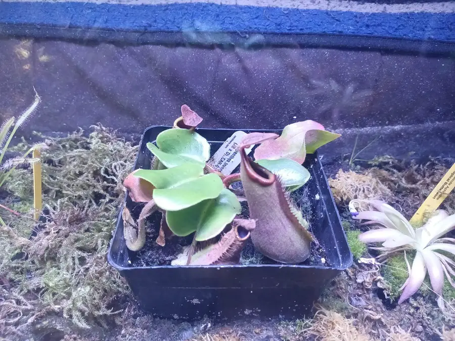 Terrarium Lighting for Carnivorous Plants