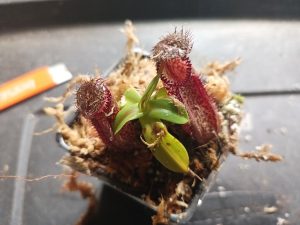 Nepenthes hamata Care: The Toothiest Indoor Pitcher Plant