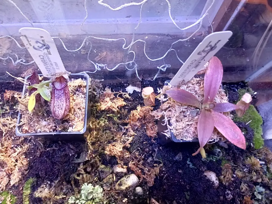 Nepenthes hamata and Nepenthes spectabilis