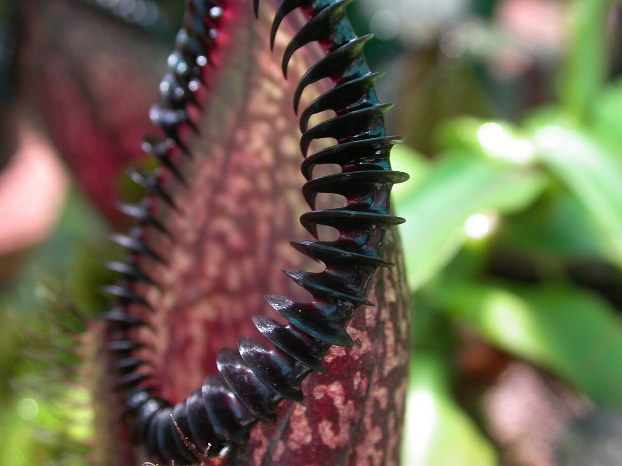Nepenthes hamata teeth