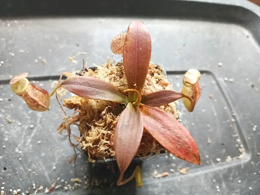 Nepenthes spectabilis Highland Terrarium Grower Guide (BE-3322)