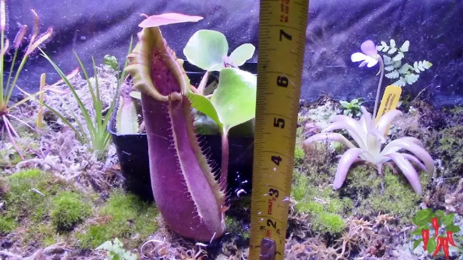 Nepenthes truncata JB x D