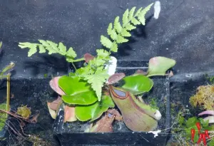 Nepenthes truncata Terrarium Care