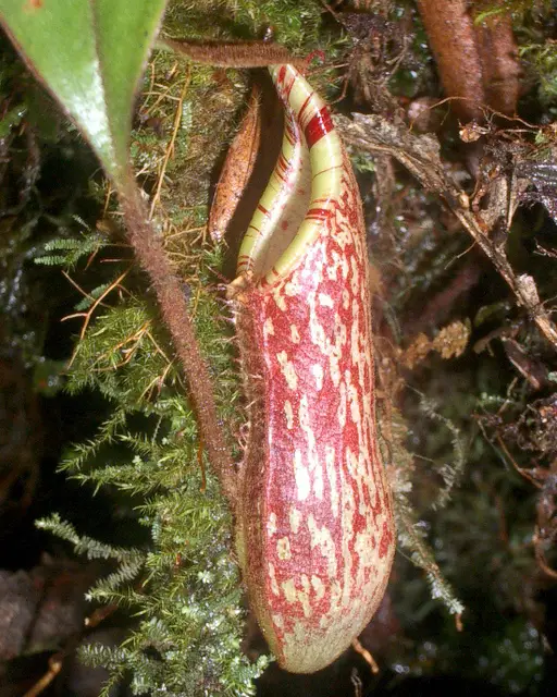 Nepenthes spectabilis