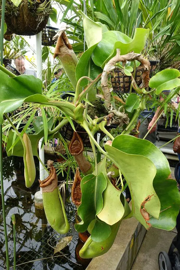 LARGE TRUNCATA PLANT