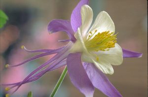 Growing Columbine In Containers