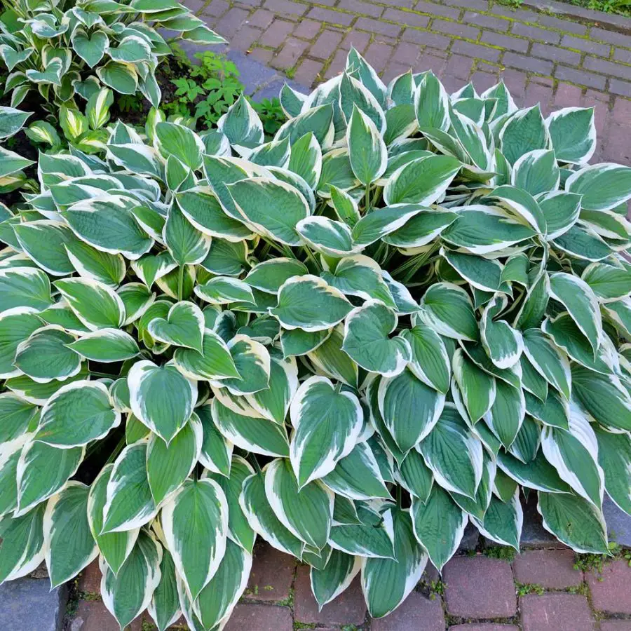 hosta border plants