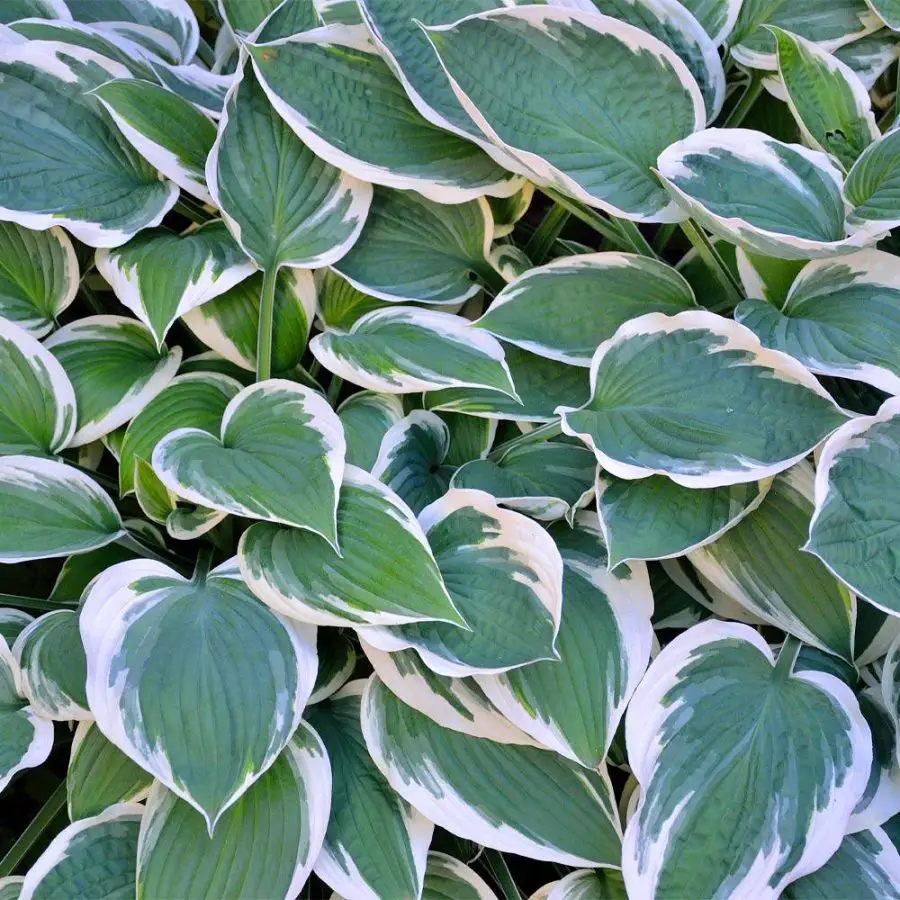 hostas growing