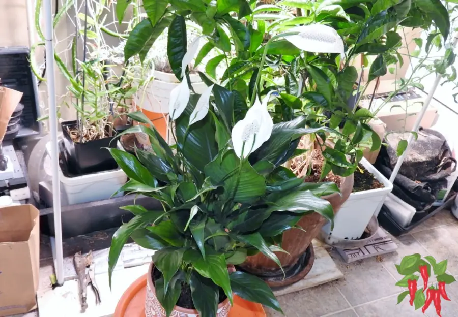 Peace Lily