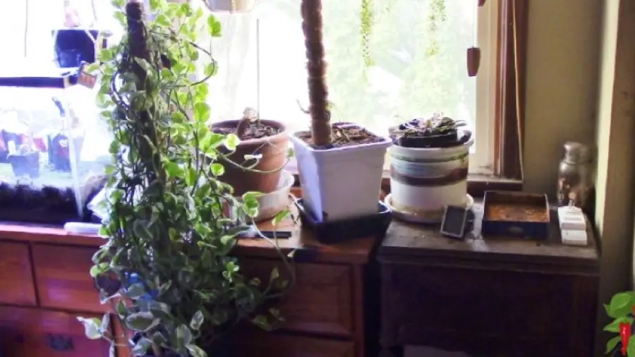 Pearls and Jade Pothos