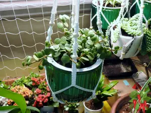 Self Watering Planters-Peperomia Hope Plant in a Self Watering Pot