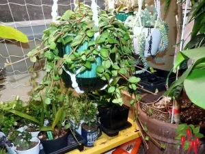 Air-Purifying Plants That Are Safe for Pets - Peperomia tetraphylla Hanging Basket