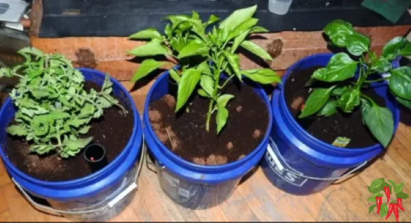 5 Gallon Bucket Planters