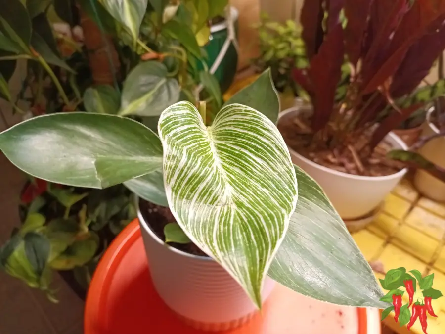 Philodendron Birkin Care