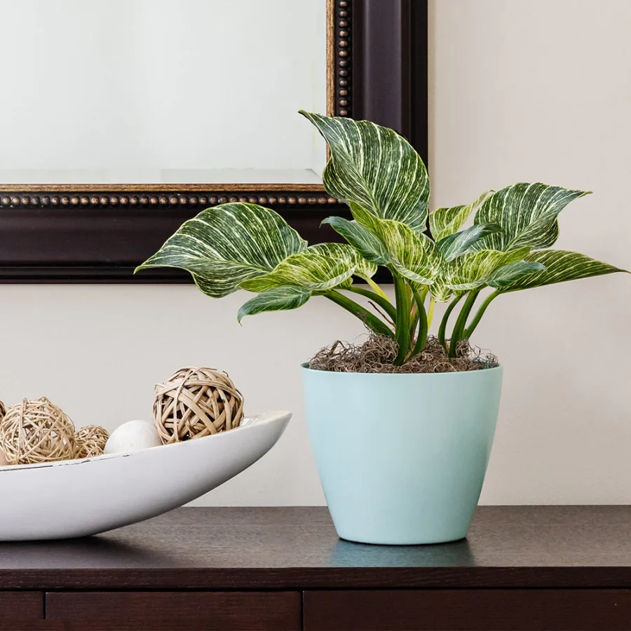 Birkin Philodendron Plant