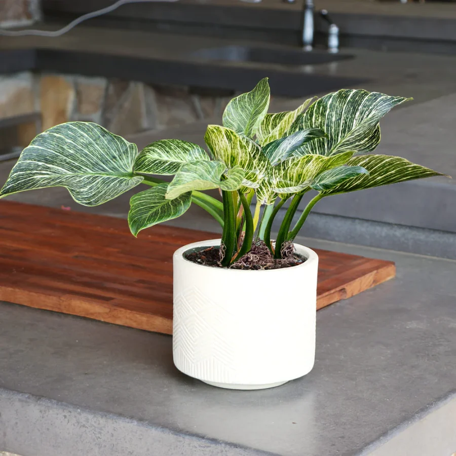 Birkin Philodendron Plant Potted