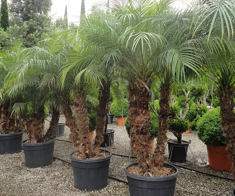 Pygmy Date Palm Indoor Care