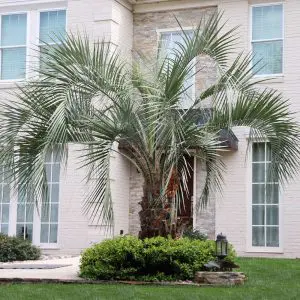 Pindo Palm Care Guide