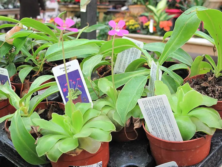 Pinguicula_weser