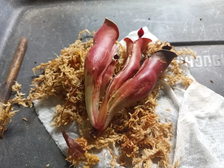 Pitcher Growth and Color Changes