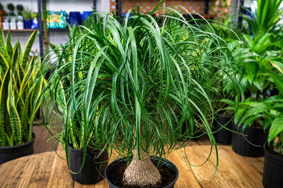 Ponytail Palm